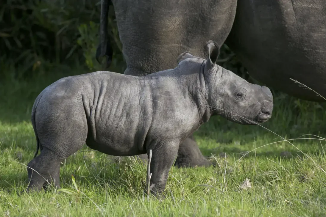 Canva - Baby Rhino