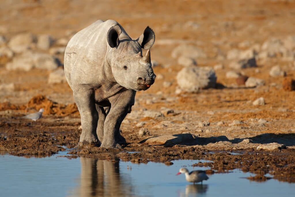 Rhino beauty shot
