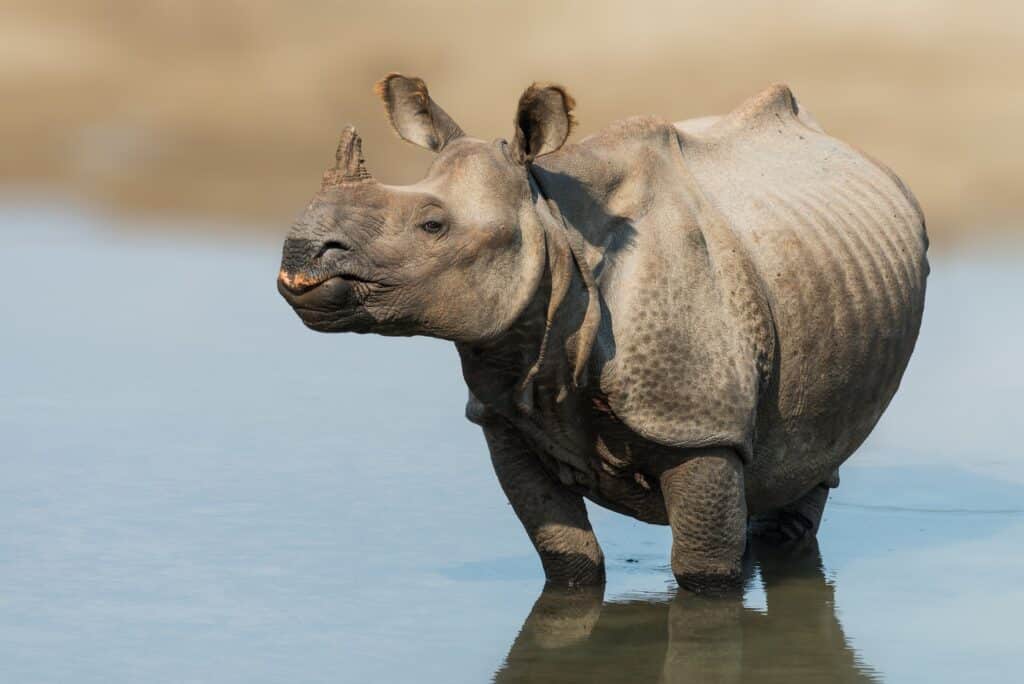 Greater one-horned rhino