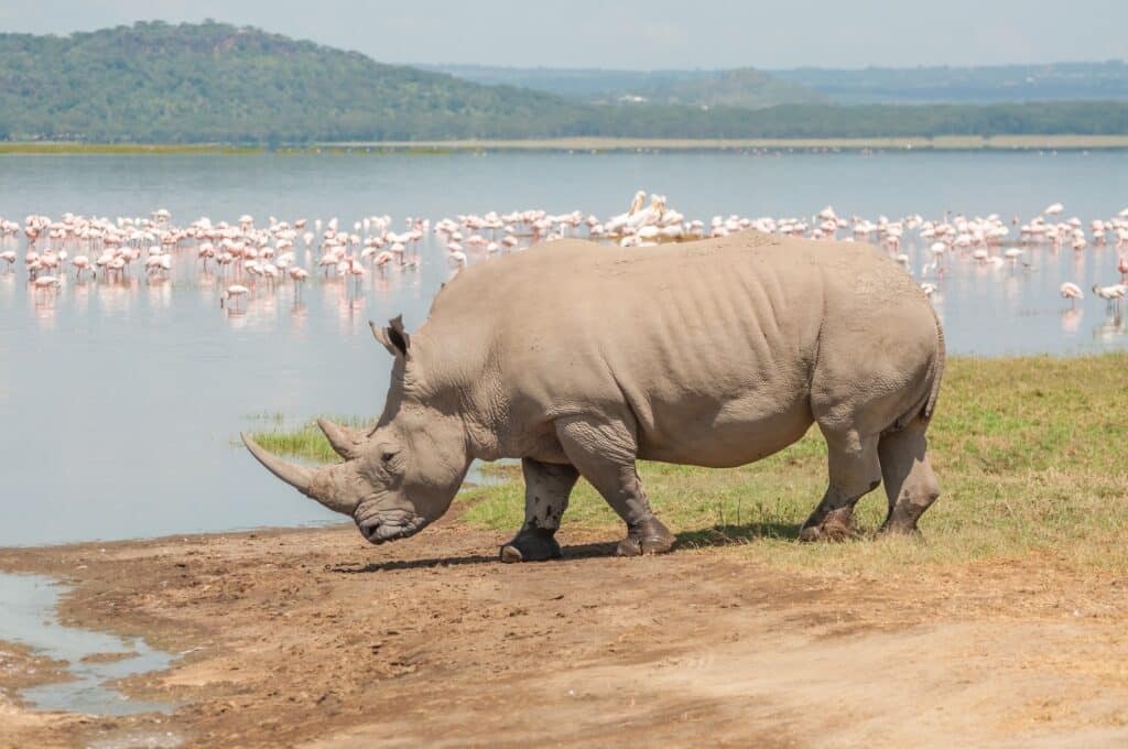 White Rhino beauty shot (Jacques Jacobsz)