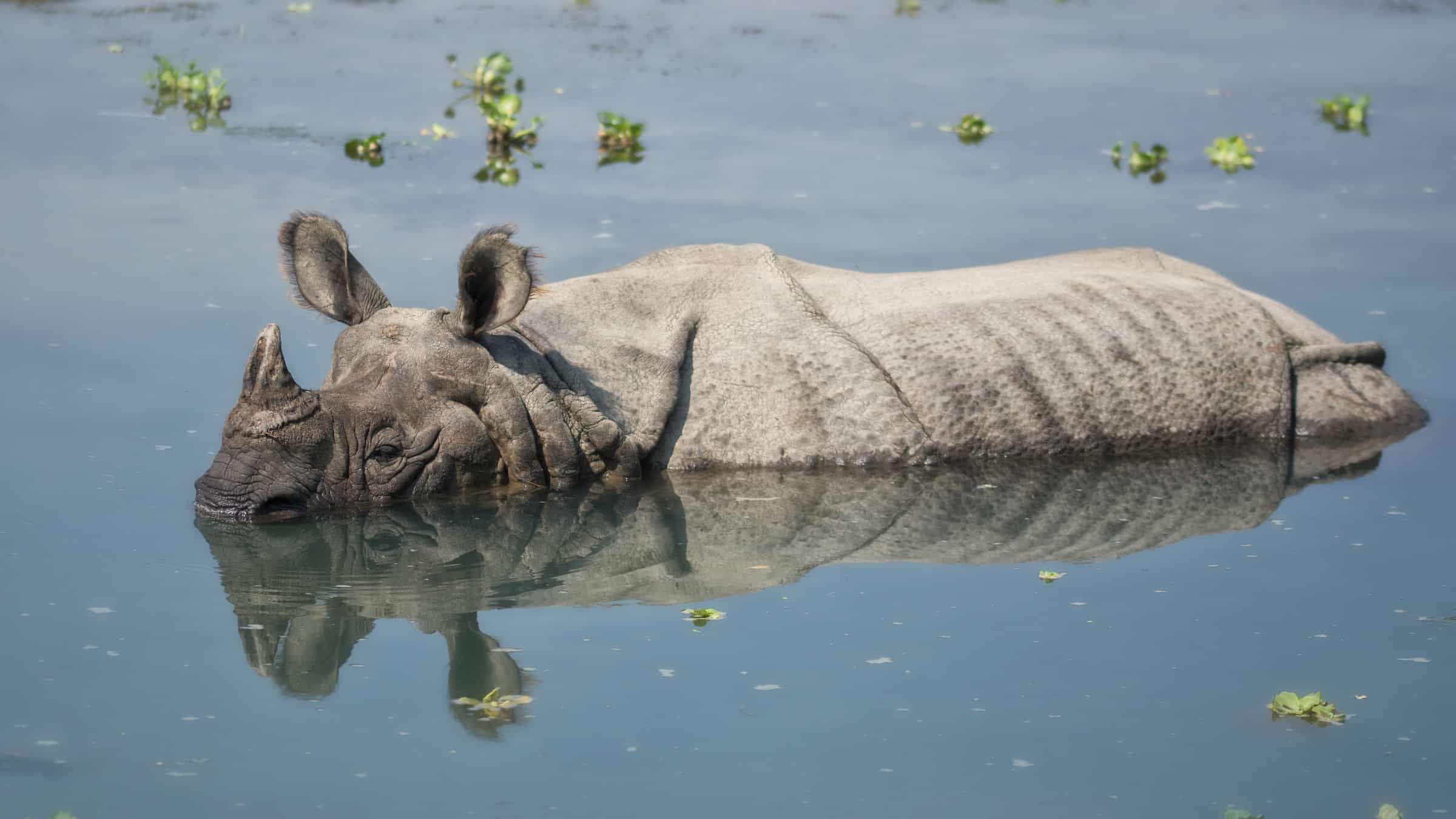 Protecting greater one-horned rhinos and their habitat in Assam, India