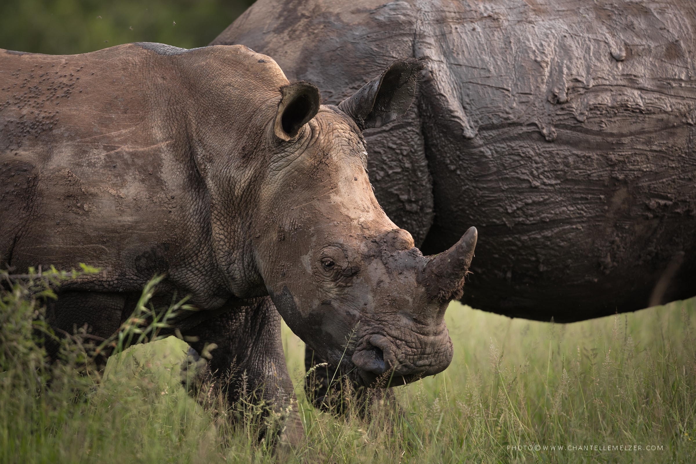 Watch the Rhino Recovery Fund's Talk from Expo 2022 - Rhino Recovery Fund