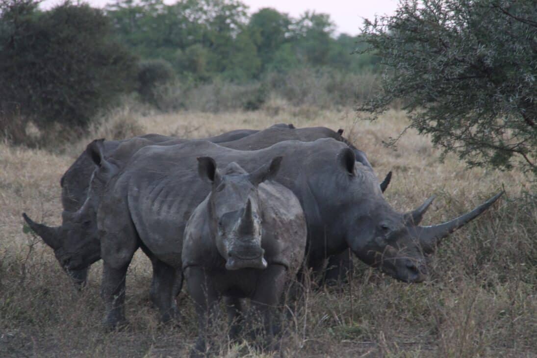 Group of rhinos.