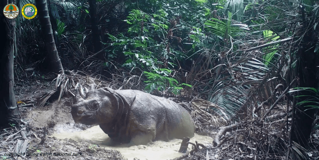 Javan rhino 1_IRF (credit Unjung Kulon National Park)