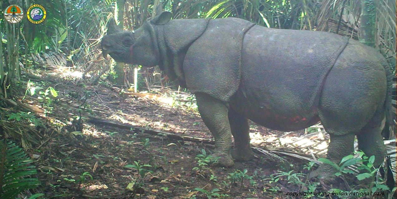 Two New Javan Rhino Calves Spotted in Indonesia - Rhino Recovery Fund