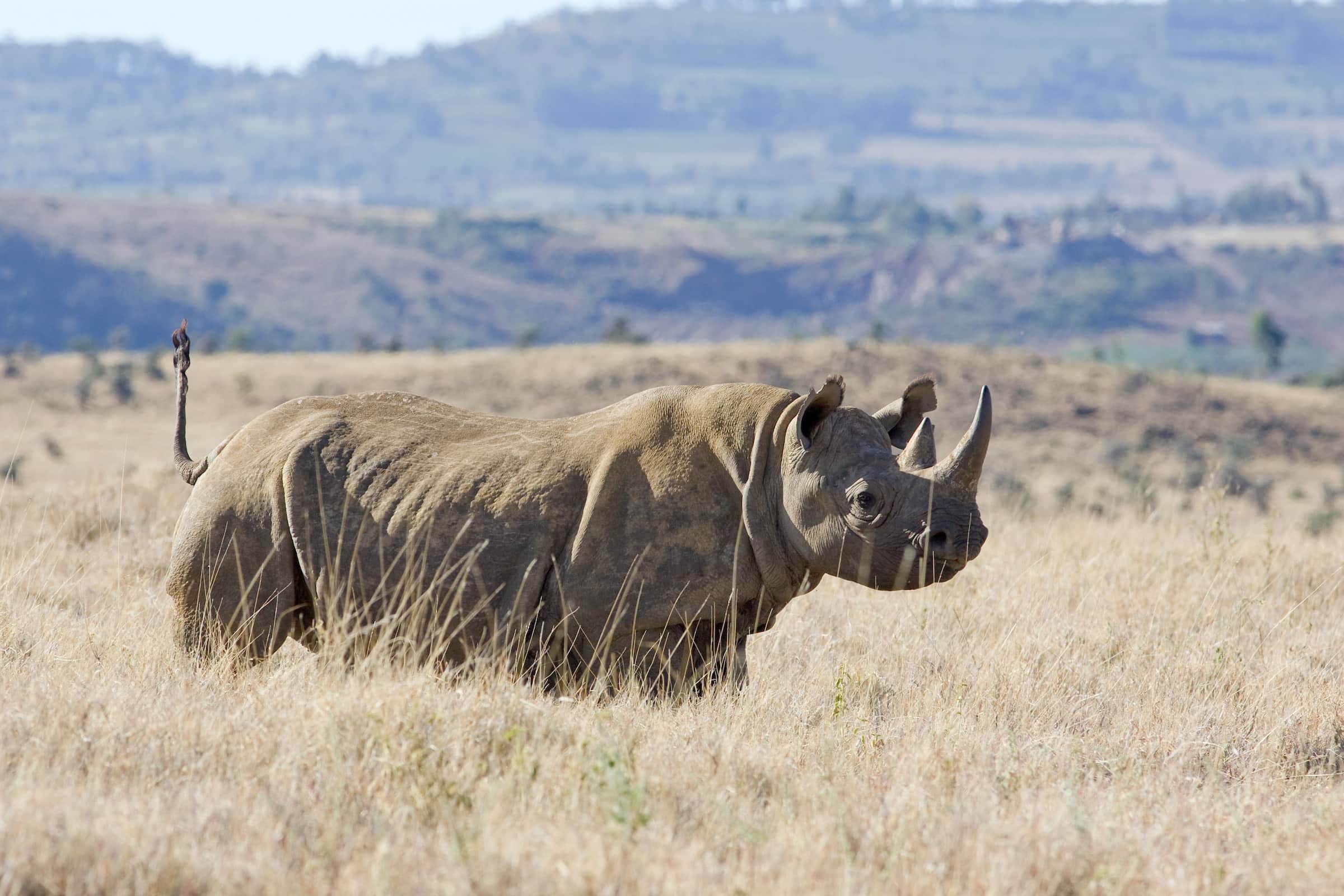 The Rrf Featured At This Spring's Wildlife Conservation Expo - Rhino 