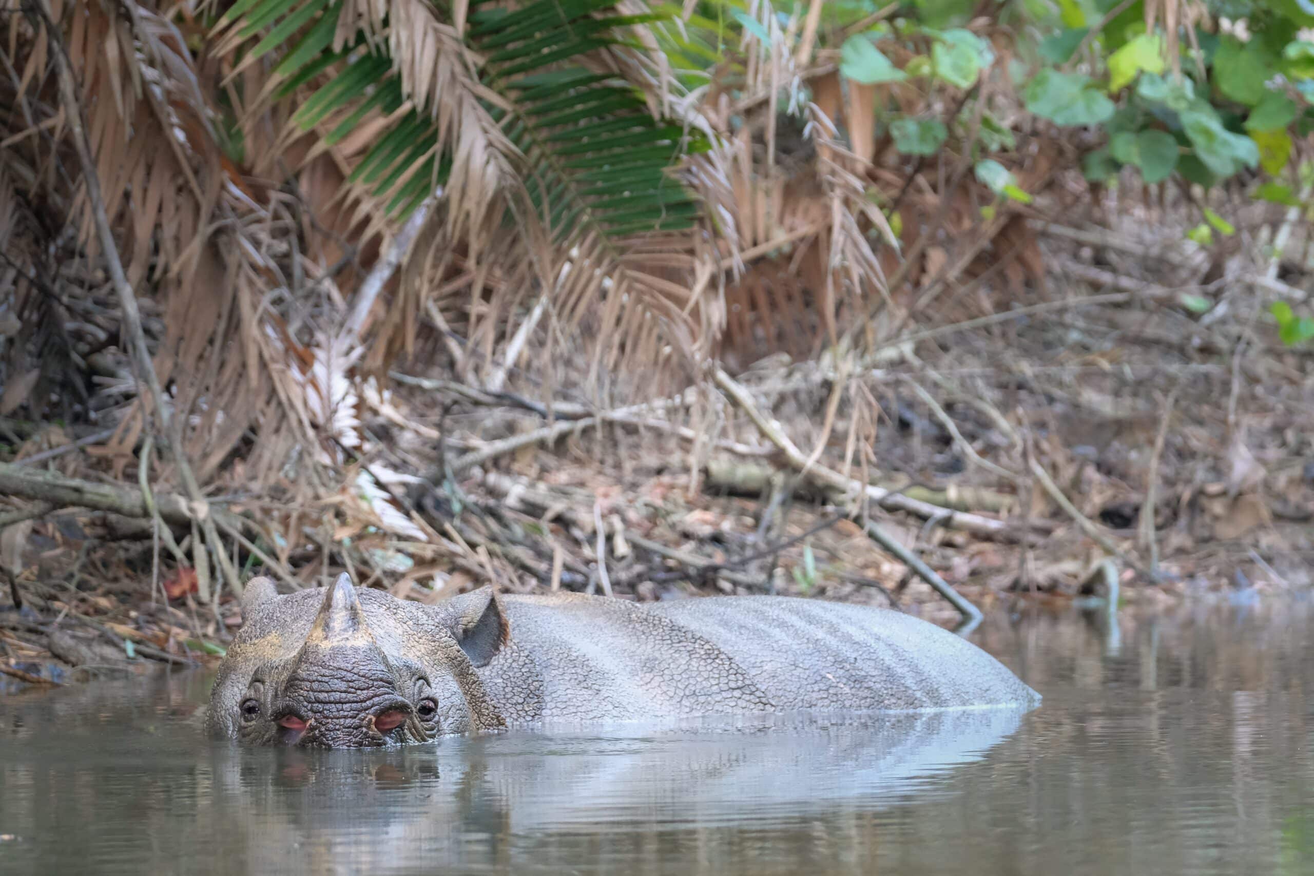 javan rhino