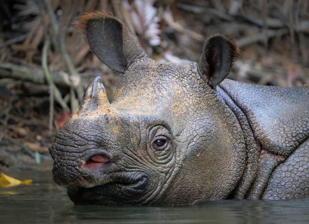 Javan Rhino (Tobias Nowlan)