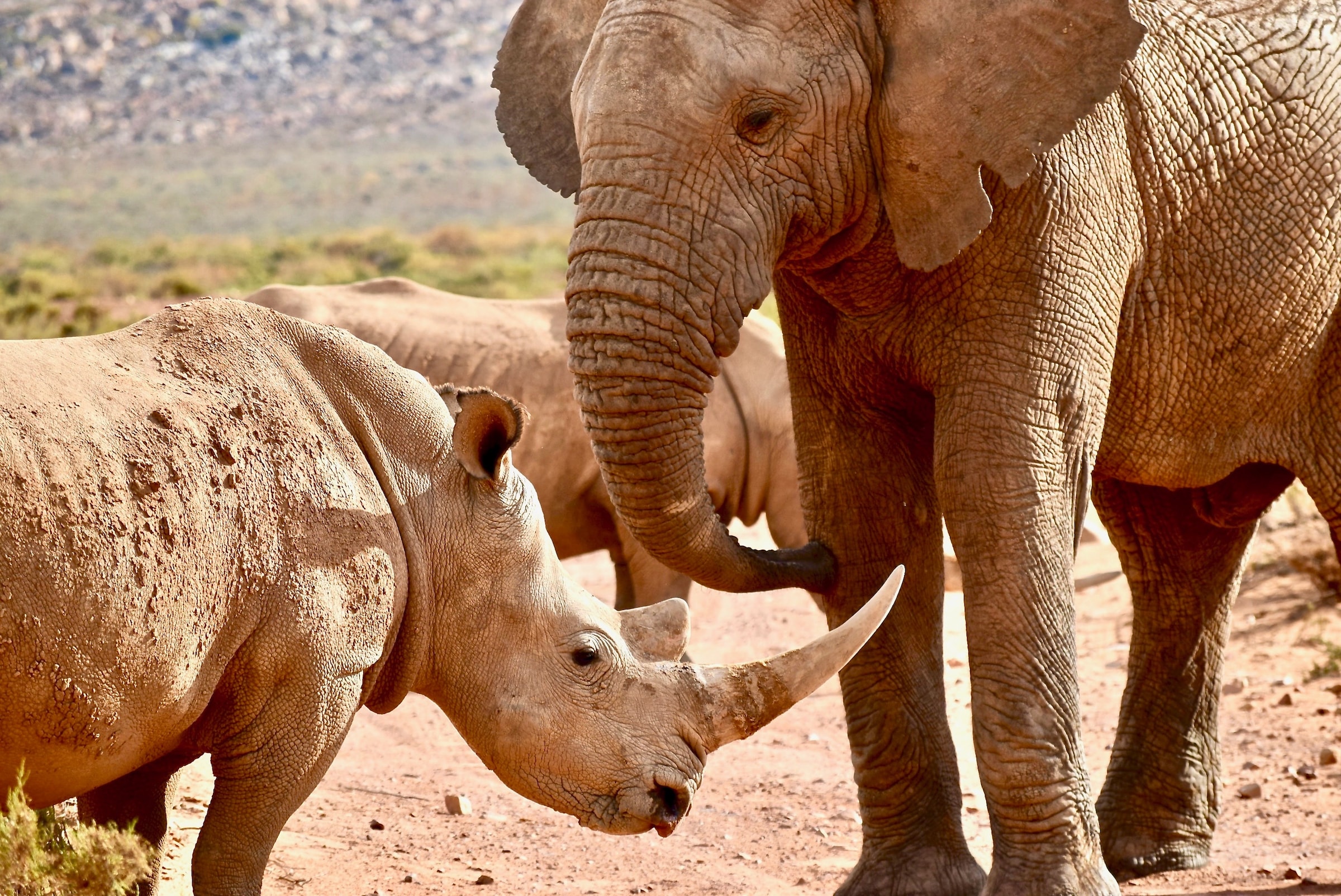 rhino and elephant fight