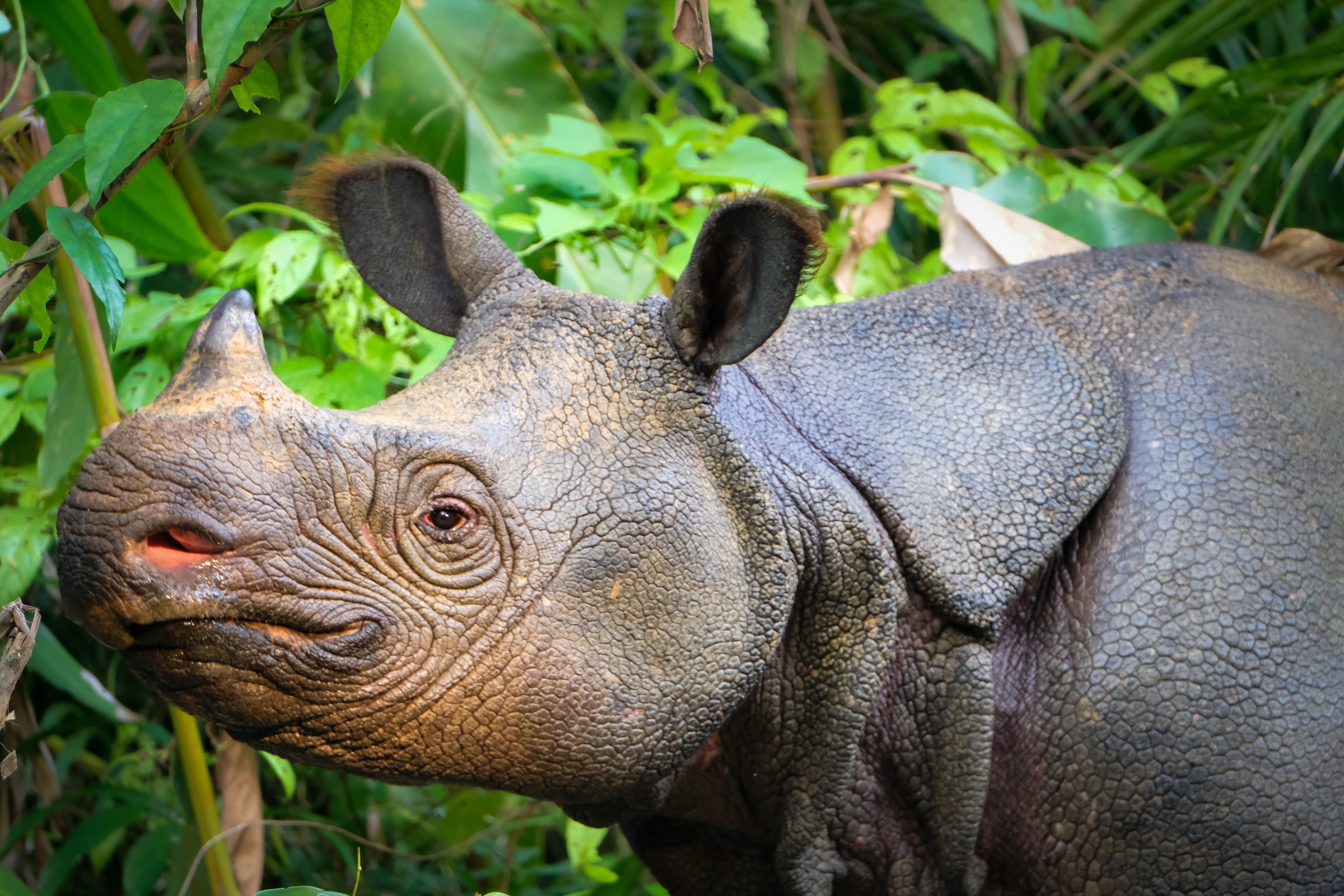 javan rhino