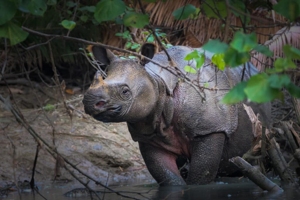 Javan Rhino (Tobias Nowlan)