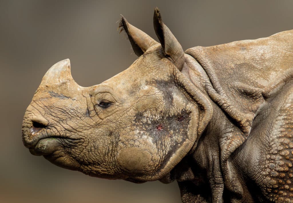 Rhino beauty shot (no credit)