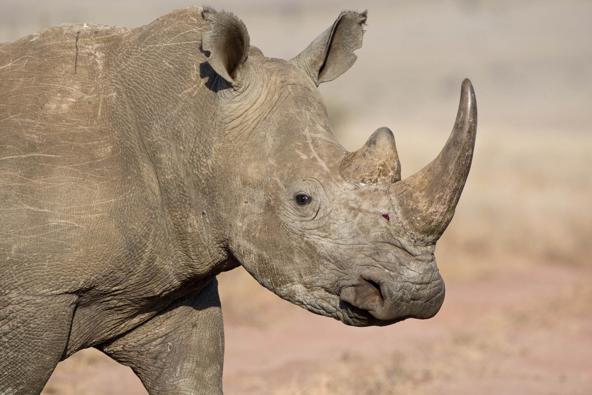 White rhino in Kenya