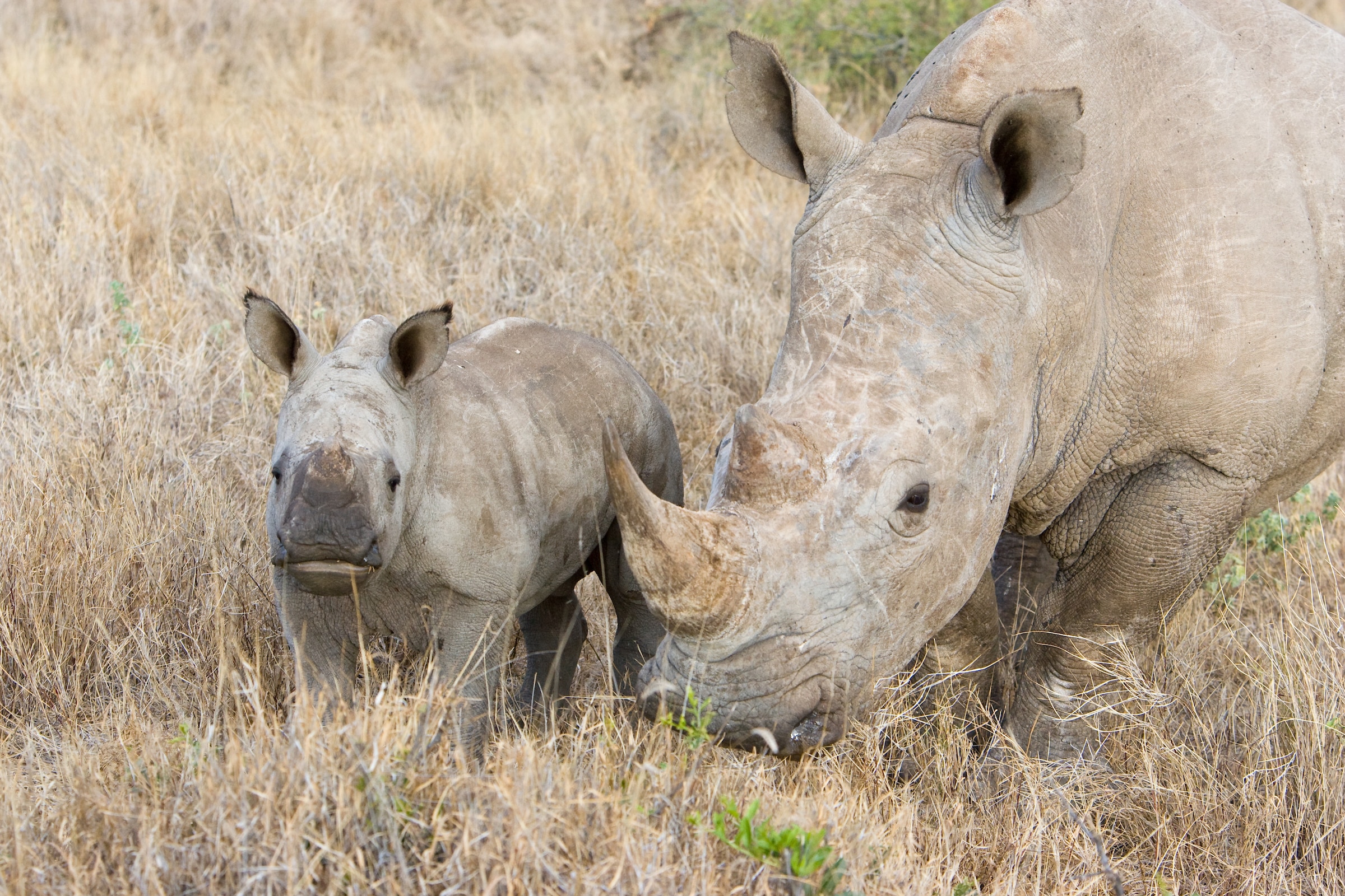 White rhino mother and calf / baby in Kenya