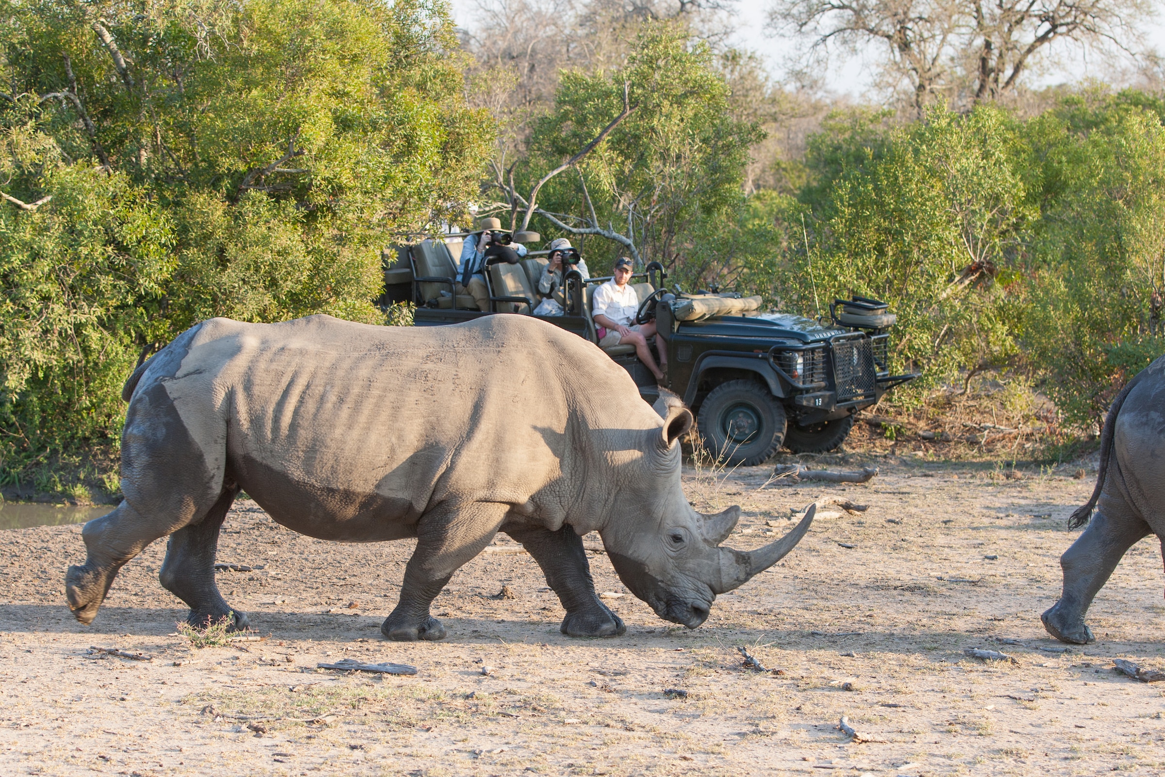 White rhino being watched by tourists on safari in South Africa