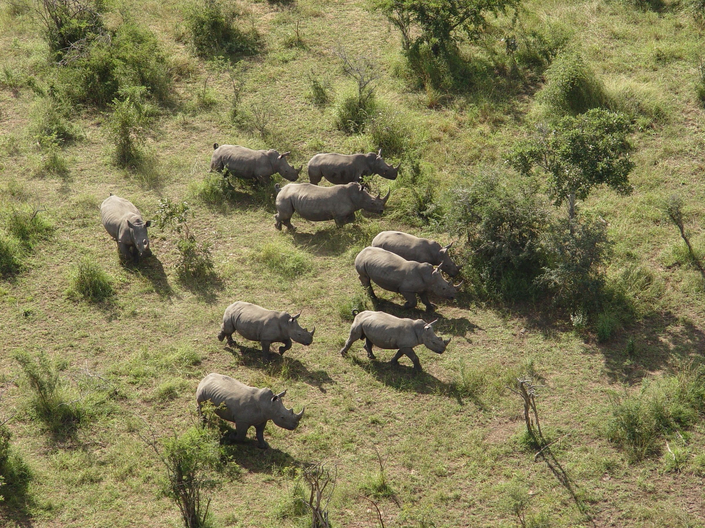 White rhino herd in Kruger National Park, South Africa