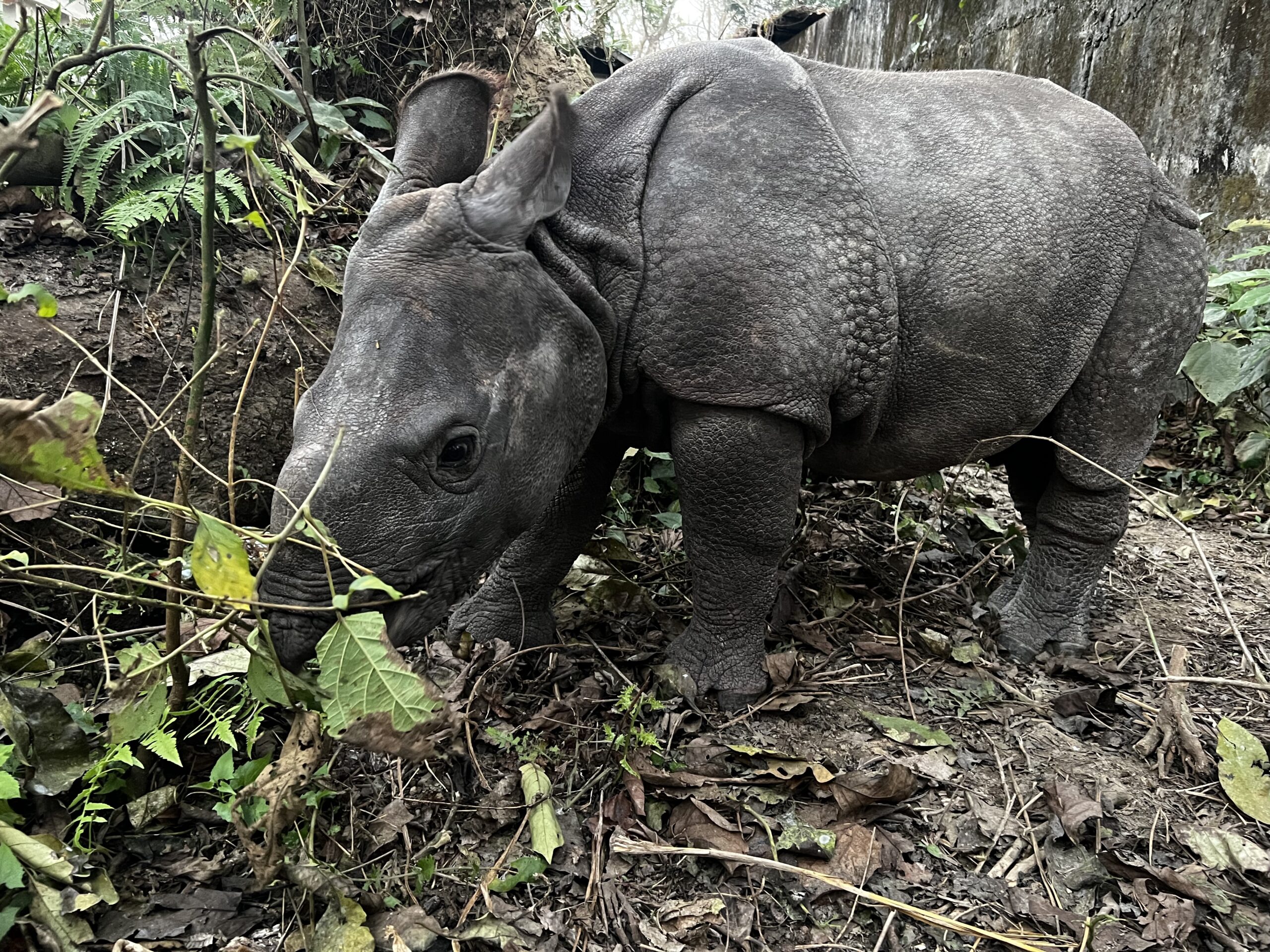 orphaned greater one-horned rhino being rehabilitated