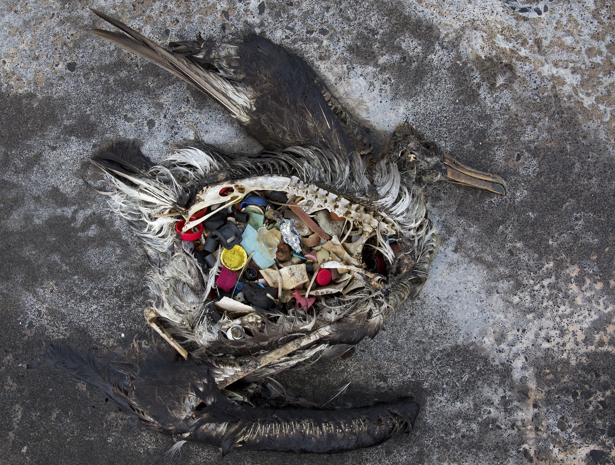 Dead albatross filled with plastic debris from pollution