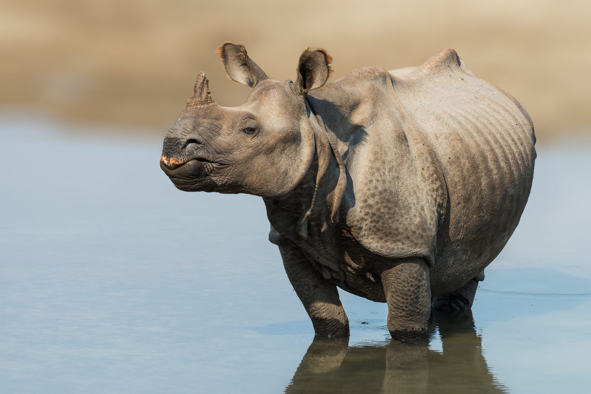 Greater one-horned rhino in Nepal