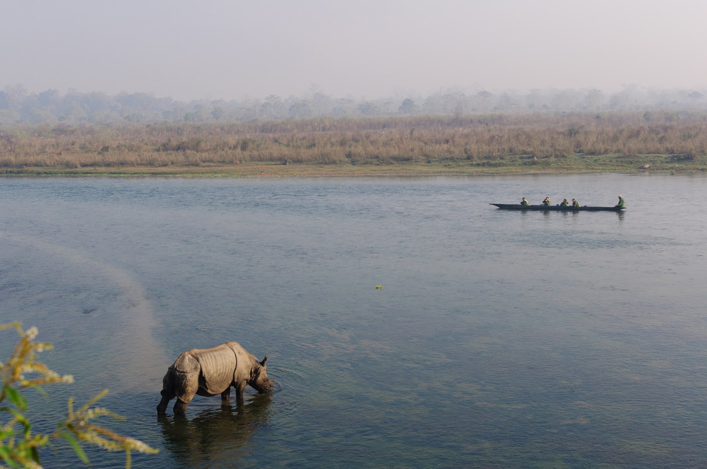 Greater one-horned rhino in Nepal with boat