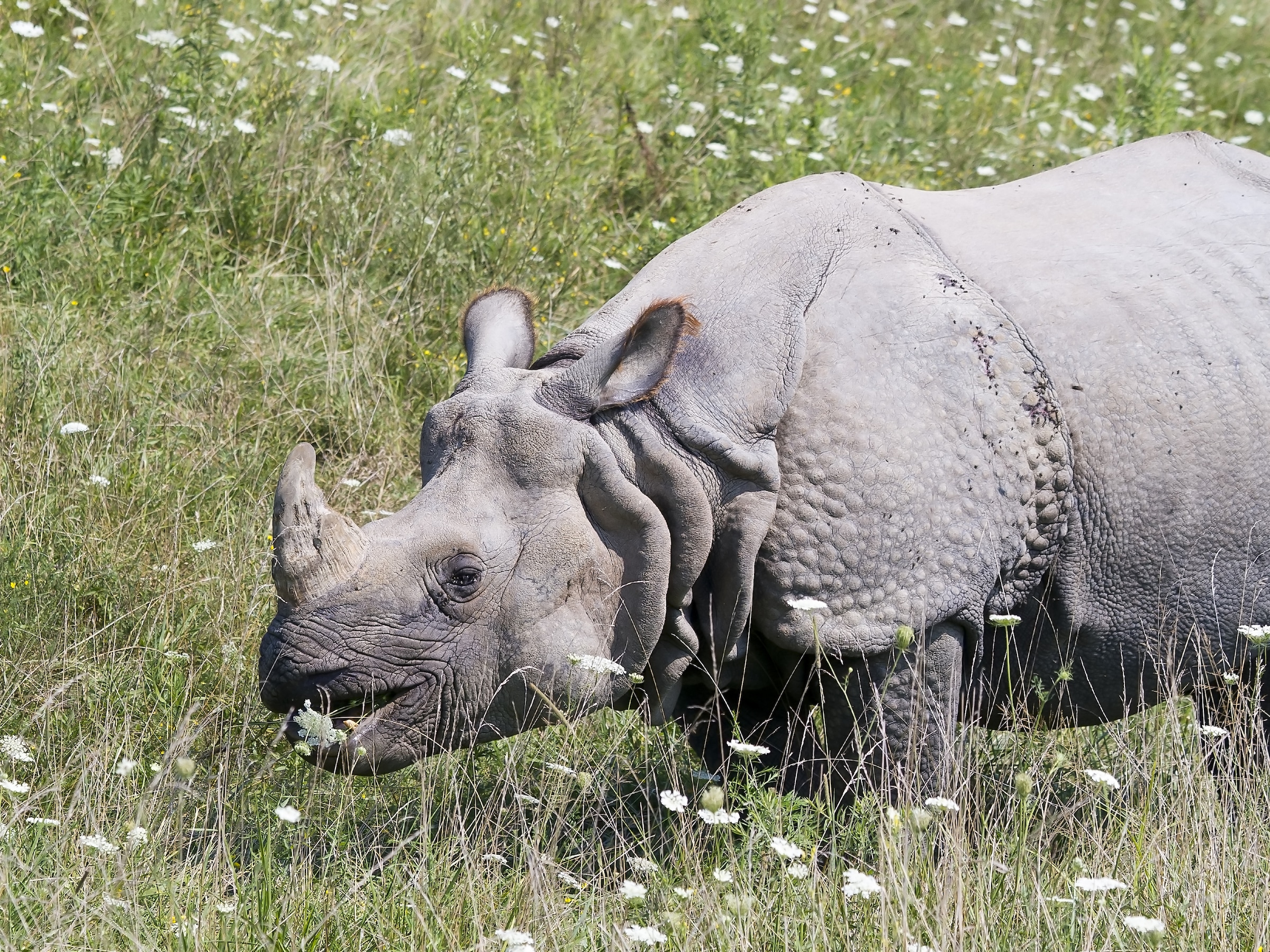 Greater one-horned rhino grazing