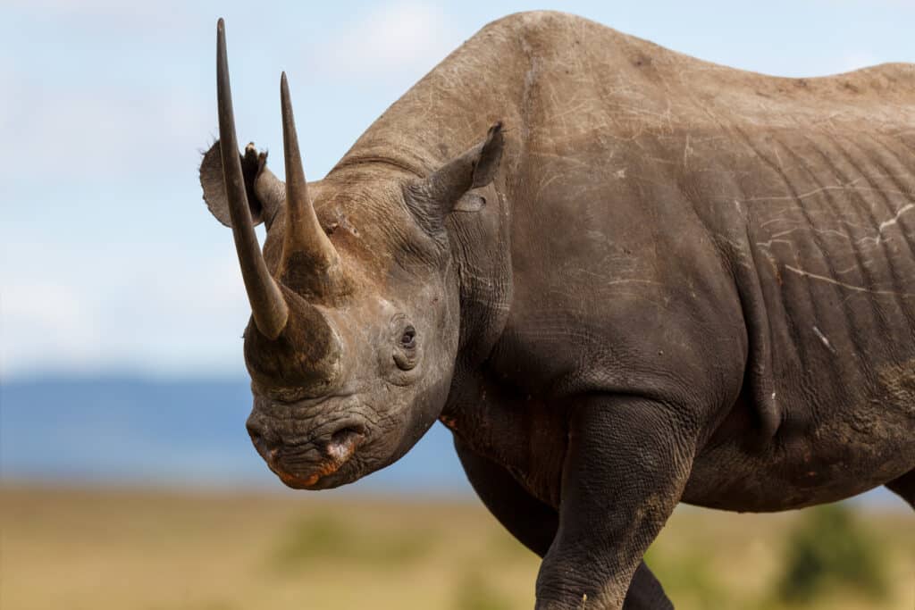 Black rhino (Maggy Meyer)