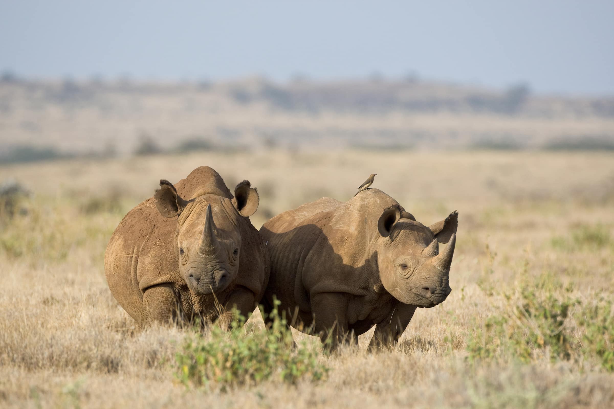 Black rhinos