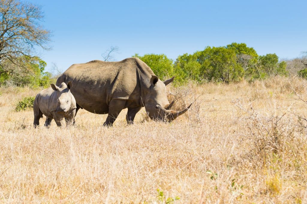 White rhino and calf (Davide Guidolin)
