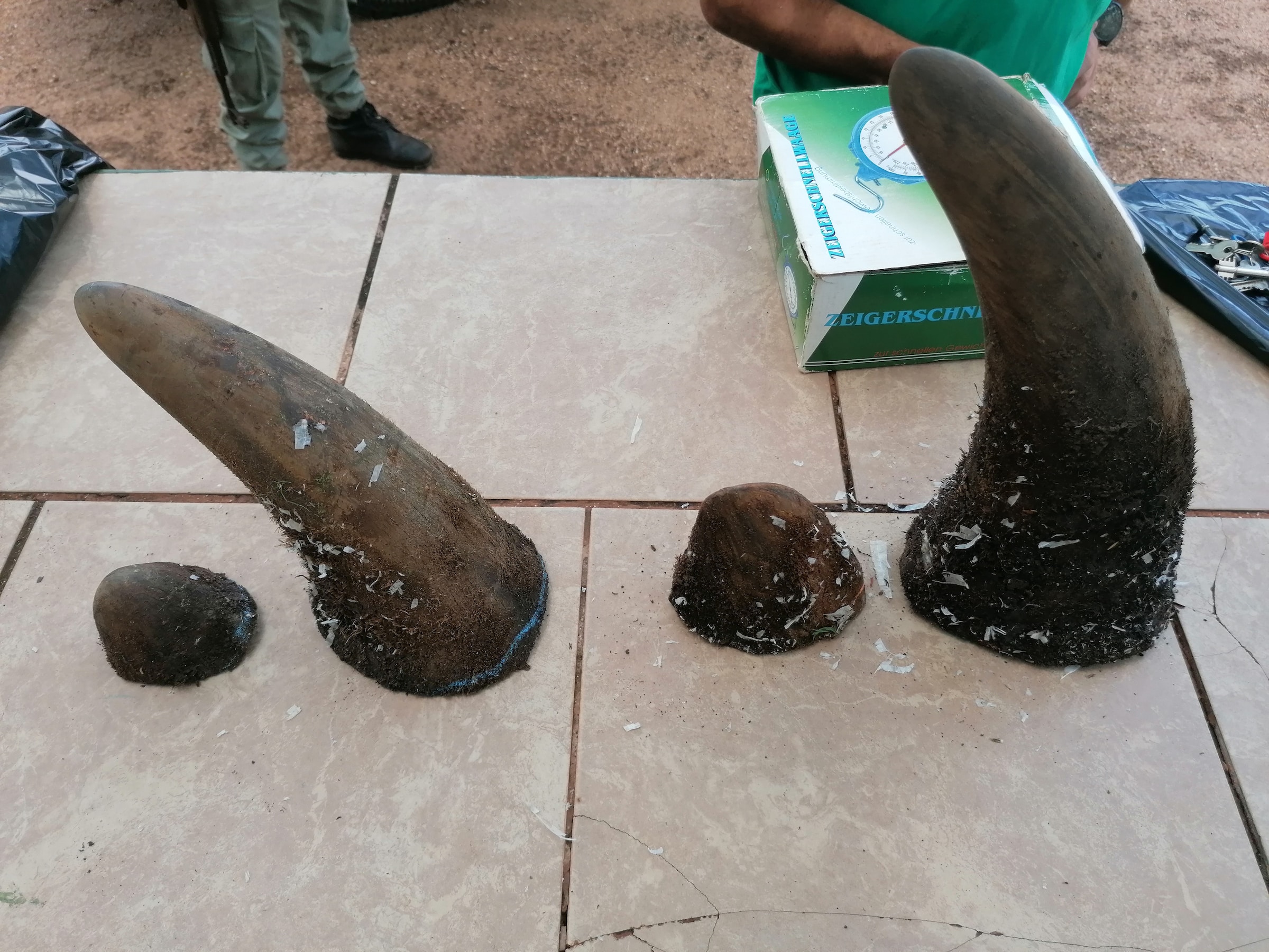 rhino horn confiscated wildlife crime
