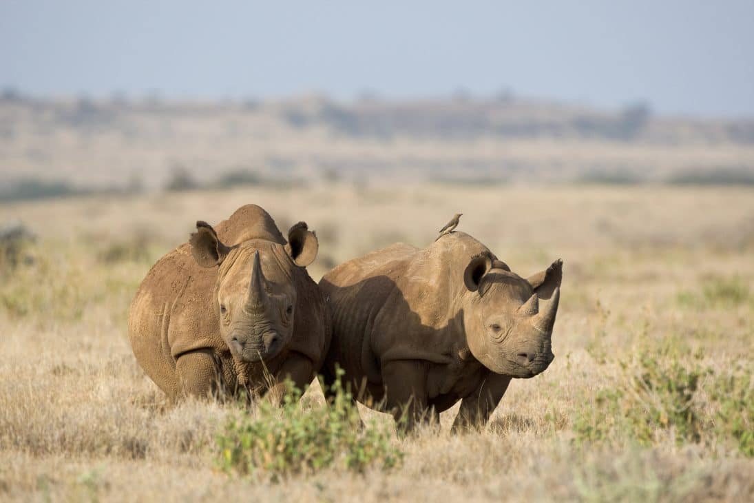 Black rhinos in Kenya's Lewa Conservancy (Suzi Eszterhas)