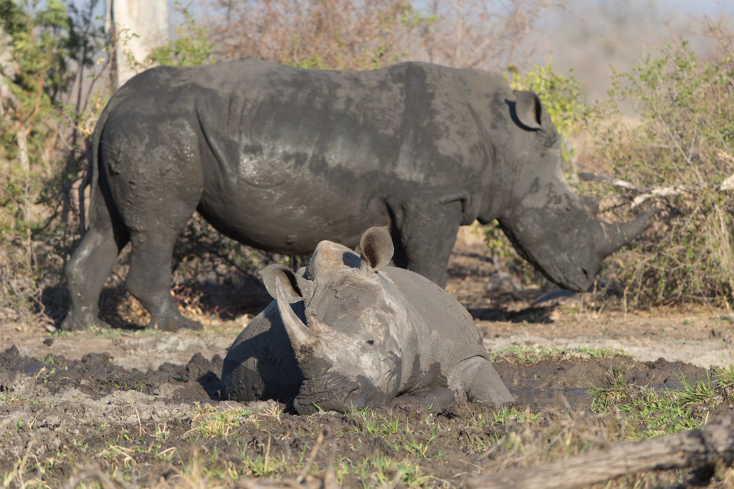 white rhino sabi sand