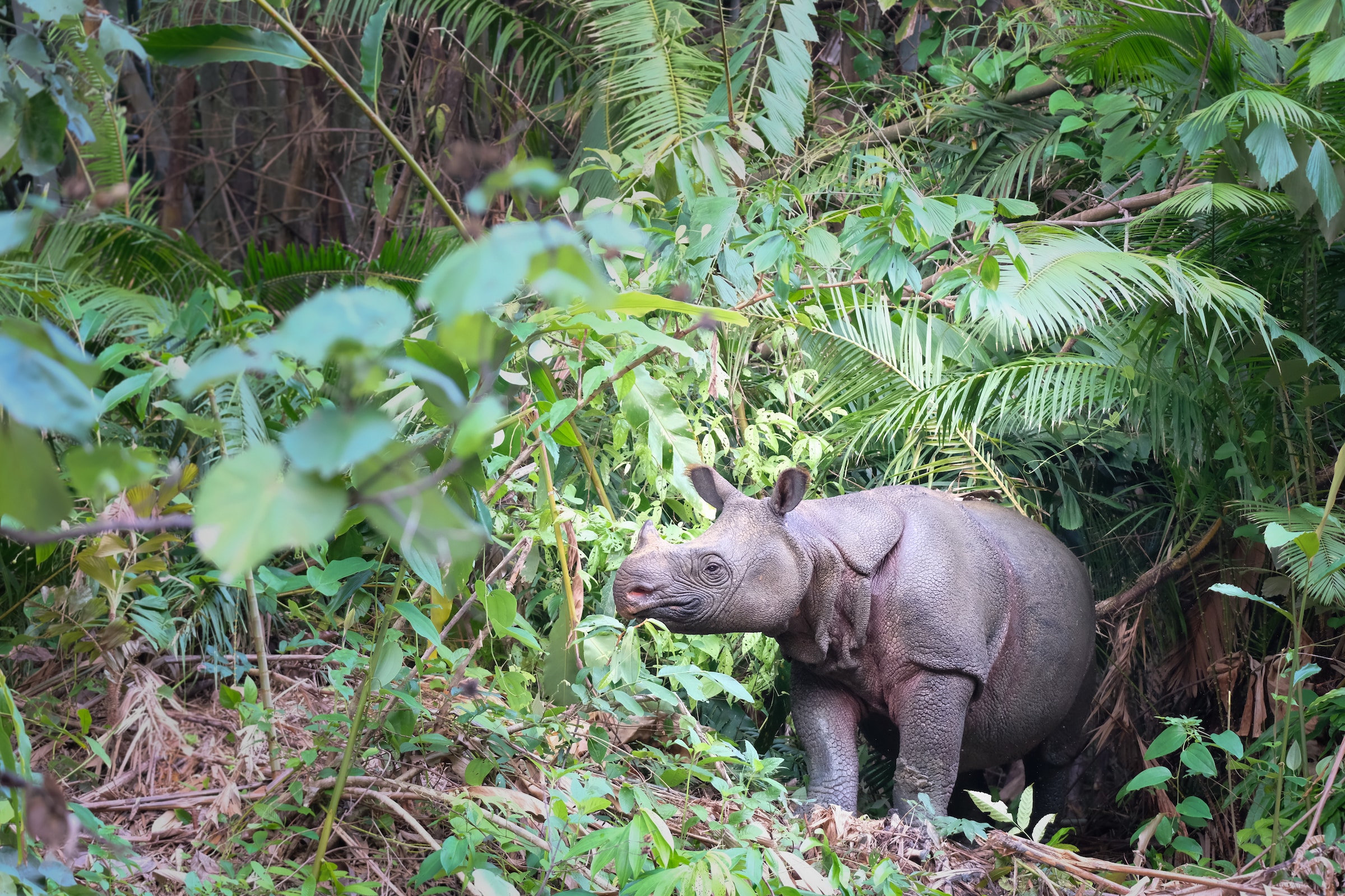 javan rhino