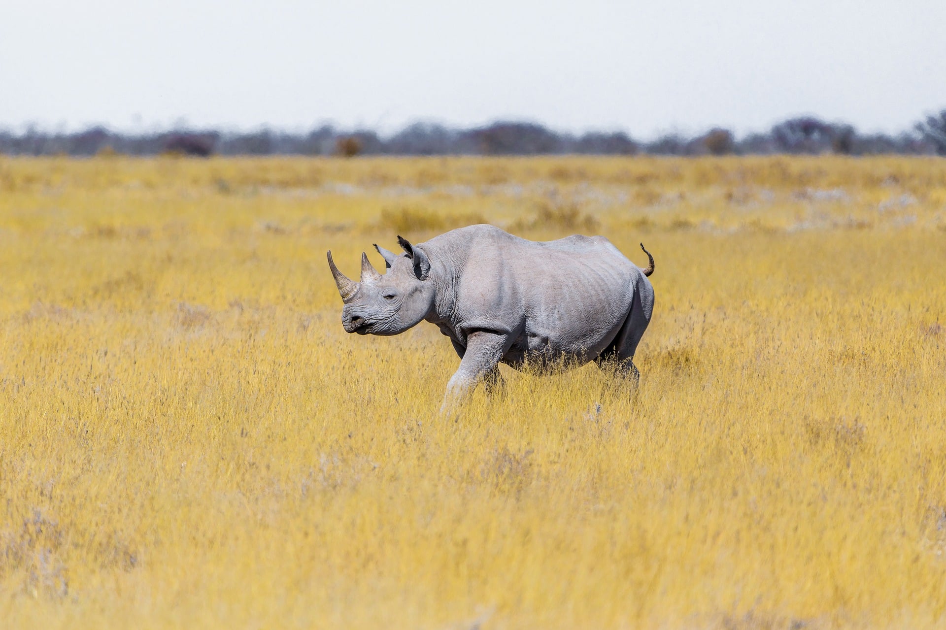 black rhino