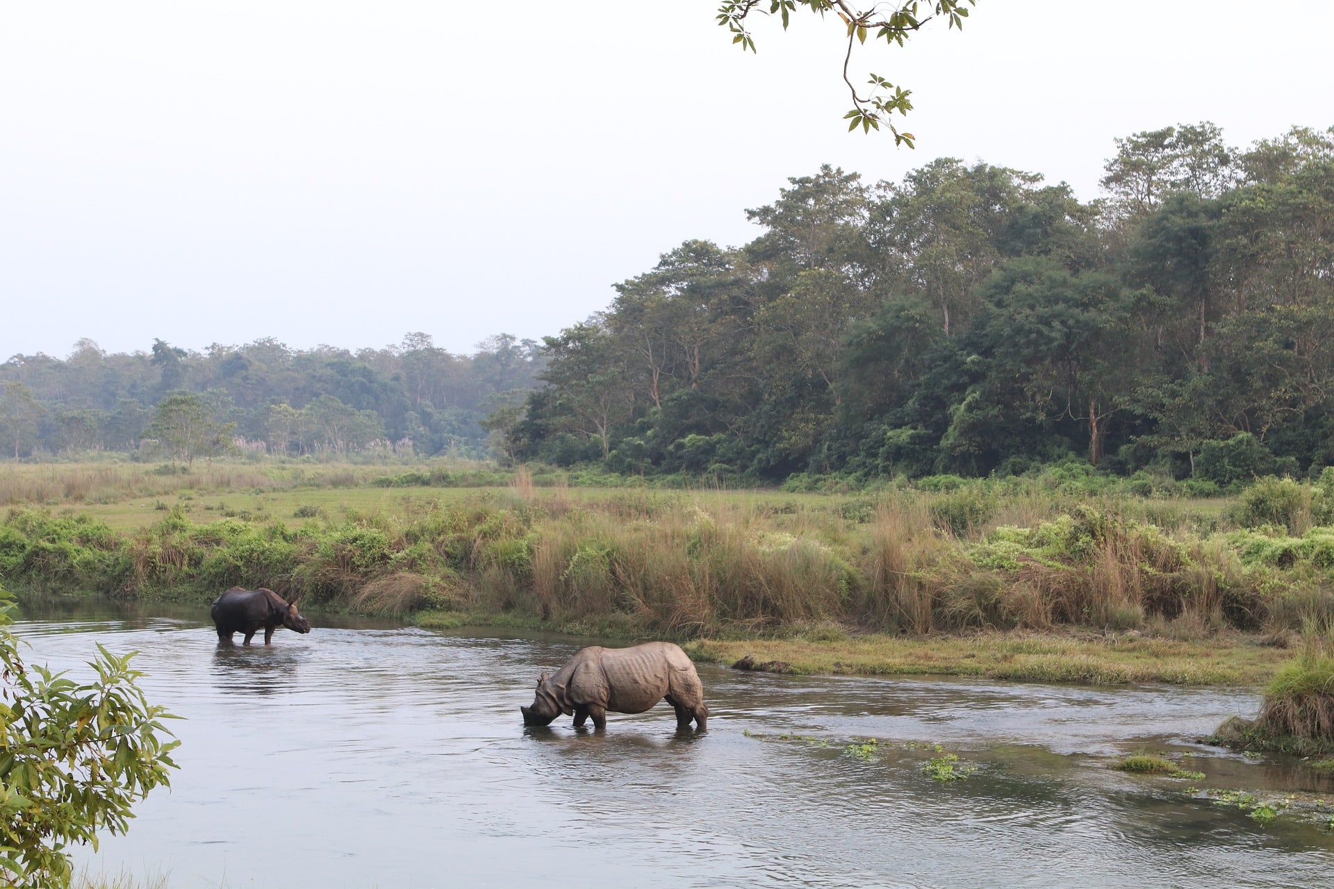 greater one-horned rhino