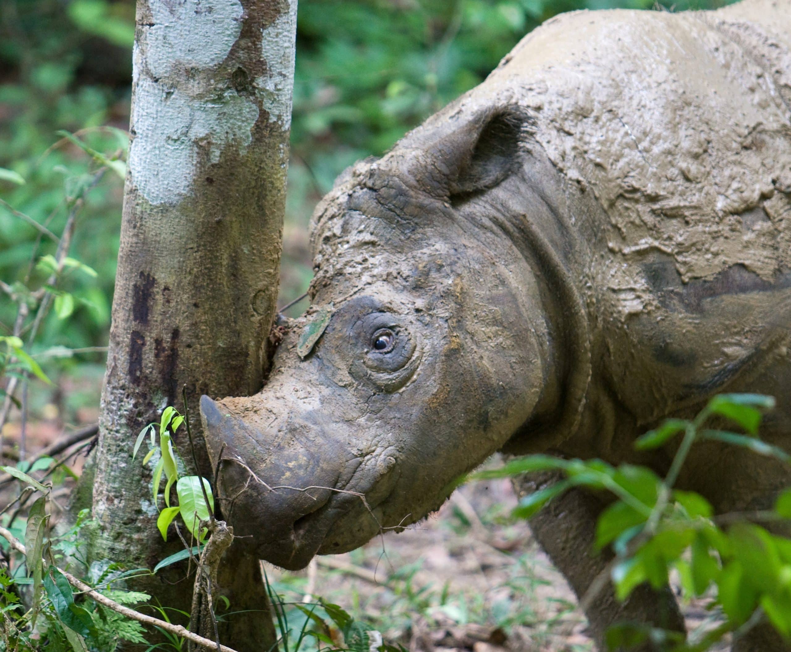 sumatran rhino