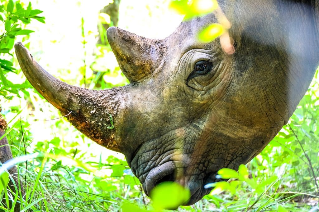 White rhino horn close up (free to use)