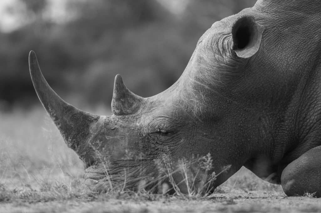 Sleeping white rhino B&W beauty shot (free to use)