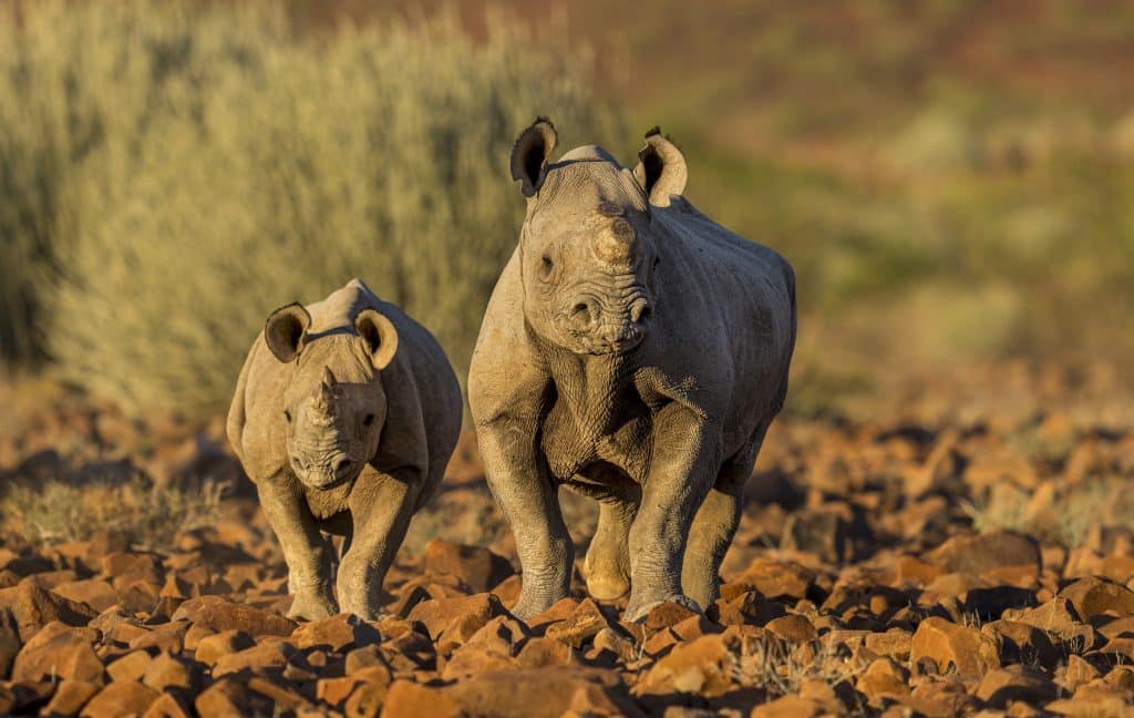 Black rhino cow and calf - Namibia (Marcus Westberg)