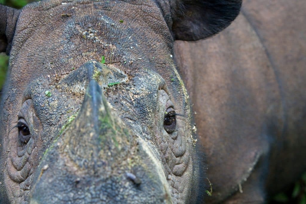 Sumatran rhino close up (Suzi Eszterhas)
