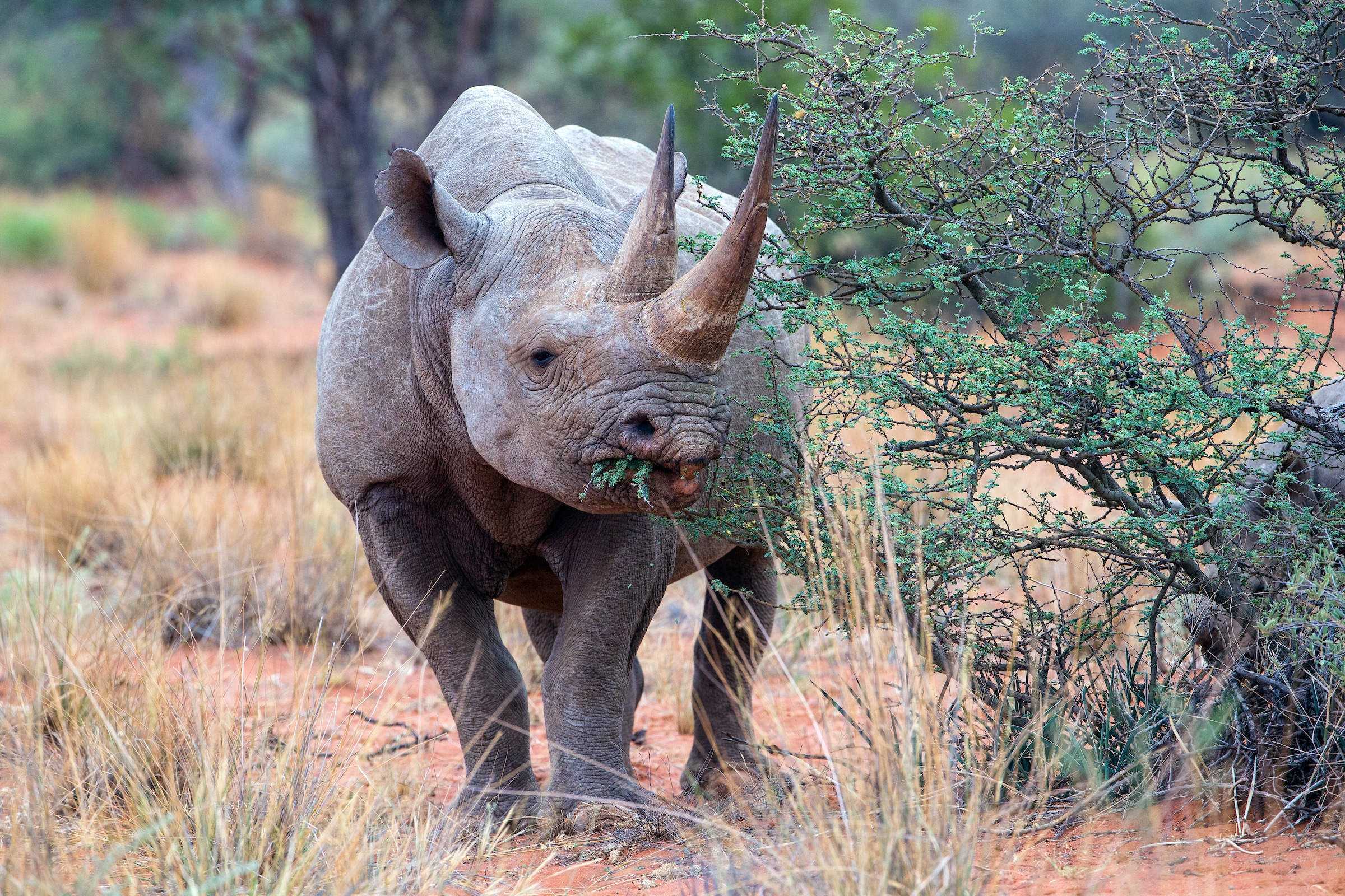 black rhino